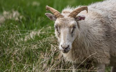 A sheep in a field with horns looks directly at the visitor