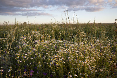 Plants growing on field against sky