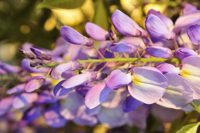 Close-up of purple flowering plant