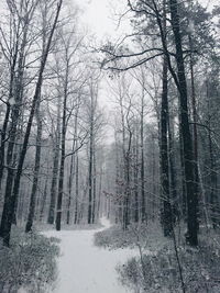 Bare trees in forest