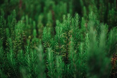 Close-up of herbs growing on field