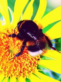 Close-up of insect on yellow flower