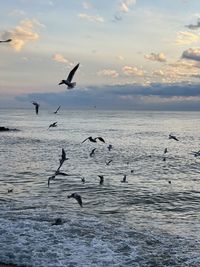 Seagulls flying over sea against sky