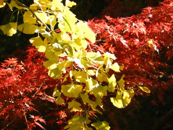 Close-up of yellow maple leaves on tree