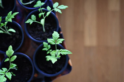 Close-up of potted plant