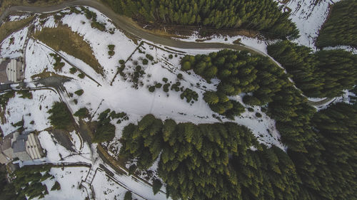 High angle view of snow covered plants