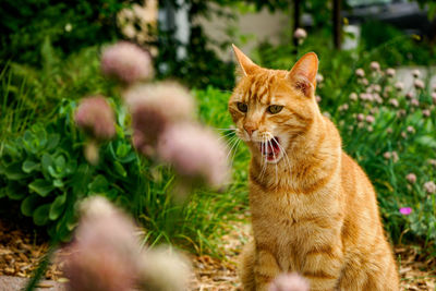 Cat sitting in a field
