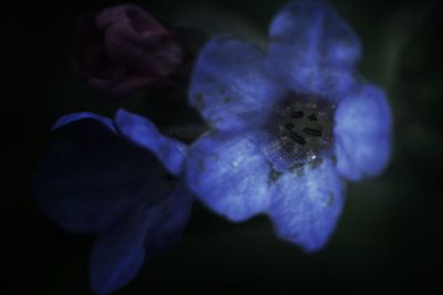 Close-up of purple flowers