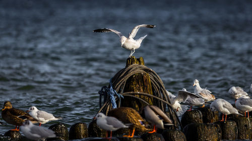 Seagulls perching on wooden posts at sea