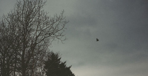 Silhouette birds flying against sky