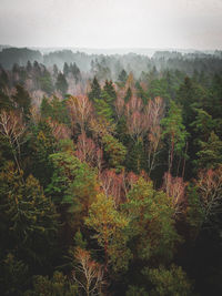 Plants and trees in forest against sky