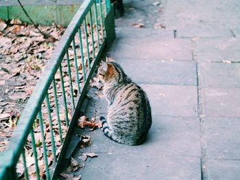 High angle view of cat sitting on footpath