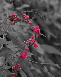 Close-up of pink flowers