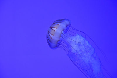 Close-up of jellyfish against blue background
