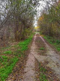 Walkway amidst trees in forest