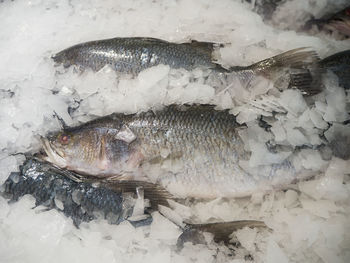 High angle view of fish for sale in market