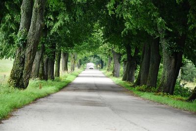 Road amidst trees