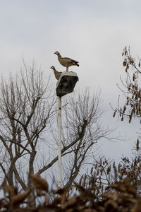 Low angle view of bird perching on bare tree