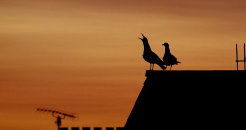 Low angle view of silhouette birds perching on pole against sky