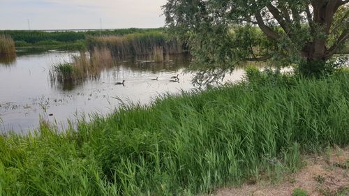 Scenic view of grassy field by lake against sky