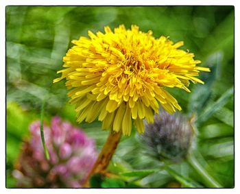 Close-up of yellow sunflower blooming outdoors