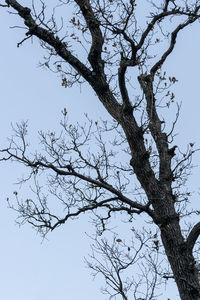 Low angle view of bare tree against clear blue sky