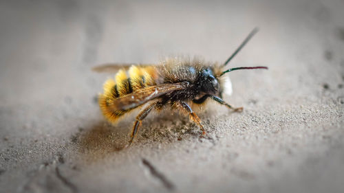 Close-up of insect