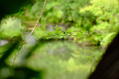 Close-up of wet spider web on plant