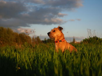 Dog in a field