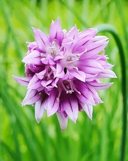 Close-up of pink flower