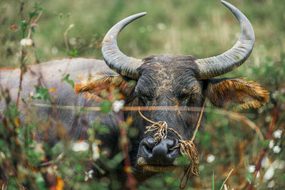 Portrait of water buffalo standing by plants