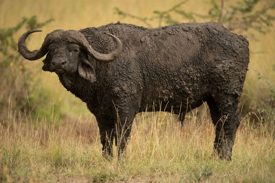 Mud-caked cape buffalo stands in long grass