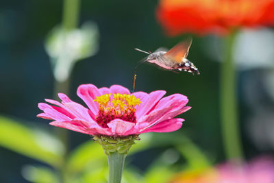 Close-up of butterfly pollinating on flower