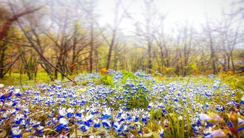 Close-up of crocus flowers against sky