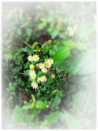 Close-up of white flowers