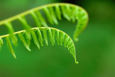 Exotic green tropical ferns with shallow depth of field