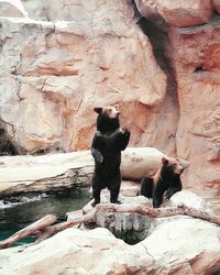 Full length of horse on rock formation