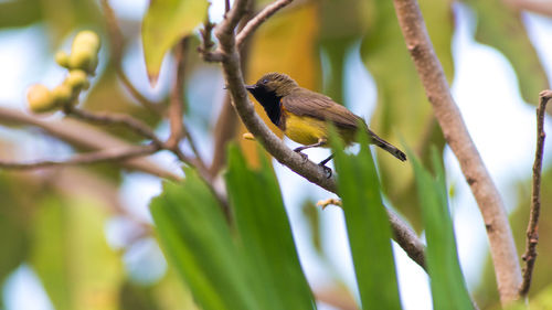 Close-up of bird perching on tree