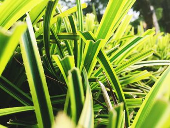 Close-up of fresh green plant