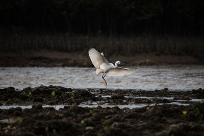 Bird flying over the beach