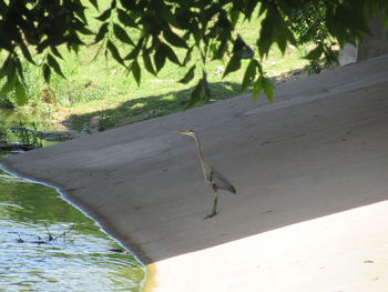 High angle view of bird on land