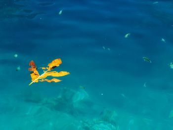 High angle view of leaf floating on sea