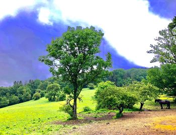 Trees on field against sky