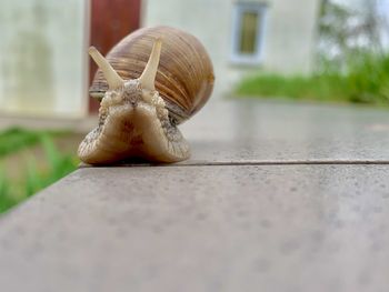 Close-up of snail on road