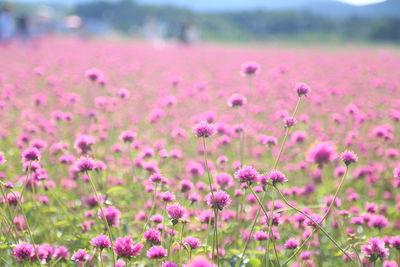 Close-up of fresh pink flowers in field