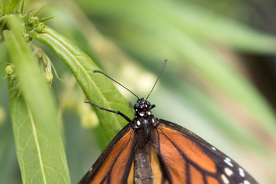 High angle close-up on monarch butterfly on plant