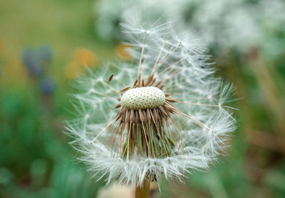 Close-up of dandelion against blurred background