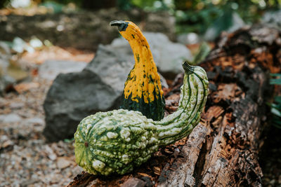 Vegetables on wood