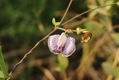 Close-up of butterfly pollinating on flower