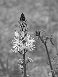 Close-up of flowering plant